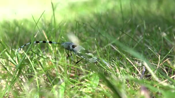 Bug in Grass, Blue Gray Beetle With Black Spots Long Antennae Closeup View Rosalia Longicorn Insects — Stock Video