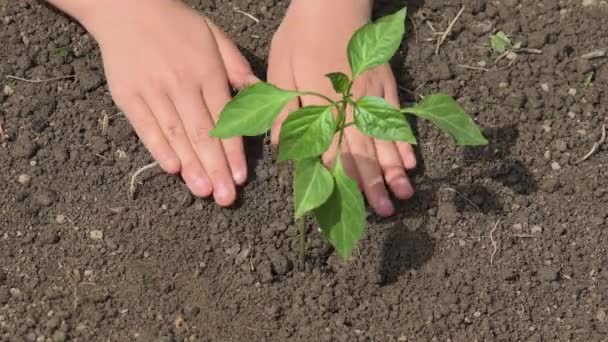 Arrosage des mains des enfants Plantation de graines, Semis d'enfant agriculteur légumes, Fille dans le domaine de l'agriculture — Video