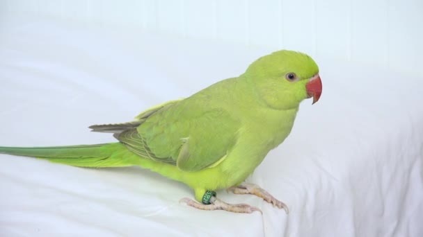 Alexander Parrot Jugando en la Cama, India, Divertido Pájaro Cuello Anillo, Niños Mascotas Amigos — Vídeos de Stock