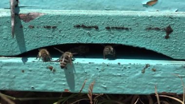 Bees Flying by Beecove in Summer Nature