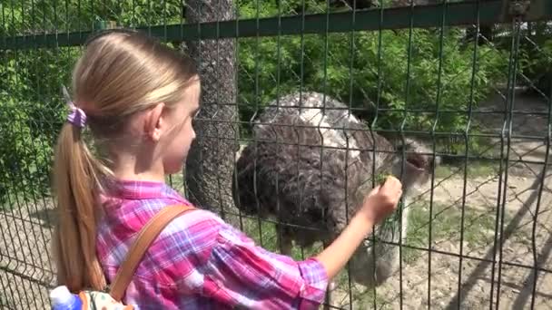 Flicka i Zoo Park, Kid Utfodring Struts, Barn Kärlek Omvårdnad Djur Leka med fåglar, Barn — Stockvideo