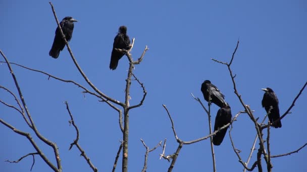 Cuervos en los árboles, bandada voladora, multitud de cuervos en rama, Pájaro negro, Aves de cerca en verano Naturaleza, Medio ambiente natural — Vídeos de Stock