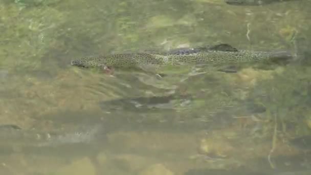 Pisztránghalászat Mountain Riverben Szivárványhal Víz Alatti Patak Gőz Creek — Stock videók
