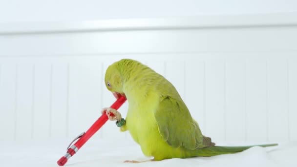 Alexander Parrot Jugando en la Cama, India, Divertido Pájaro Cuello Anillo, Niños Mascotas Amigos — Vídeos de Stock