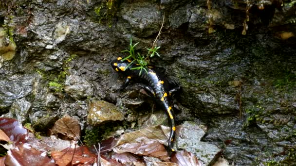 Szalamandra a hegyekben, hüllő sárga foltokkal Kétéltű állat az erdőben — Stock videók