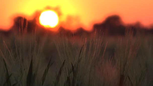 Búzafélék a mezőgazdaságban, fül a naplementében, mezőgazdasági gabonafélék, gabonatermesztés a napfelkeltekor, agráripar — Stock videók