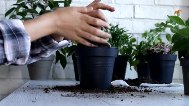 Kid Plantera Peppar i Pot, Barn Bevattning Växter, Tonåring flicka i jordbruket — Stockvideo