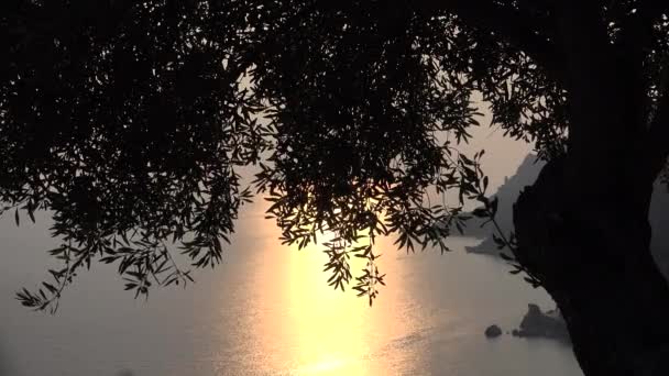 Olijfboomtakken in boomgaard bij zonsondergang, Griekenland Landbouw Industrie, Zeegolven op het strand, Oogsten Landschap — Stockvideo