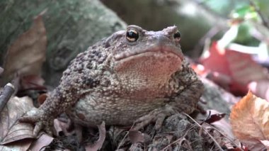 Ormanda Kurbağa Kapanışı, Kurbağa Güneşlenmesi Yapraklar, Hayvanlar Ormanda Macro Manzarası