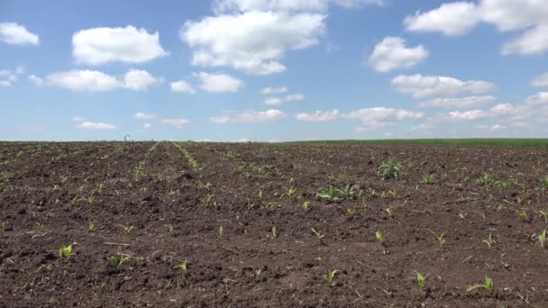 Maïsveld, landbouwgewassen, cultuurgrond, granen, maïsoogst, landbouwproductie — Stockvideo