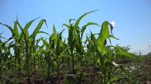 Кукурузное поле, сельскохозяйственные культуры, посевная земля, зерновые культуры, урожай кукурузы, сельскохозяйственное производство — стоковое видео