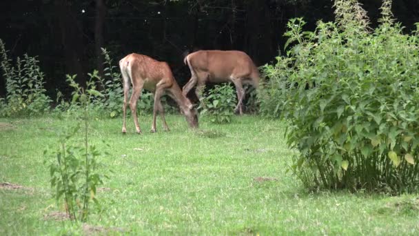 Red Deers, Stag, Doe Grazing, Eating on Meadow in Forest, Wild Animals in Grassland in Nature, Wildlife — Stock Video