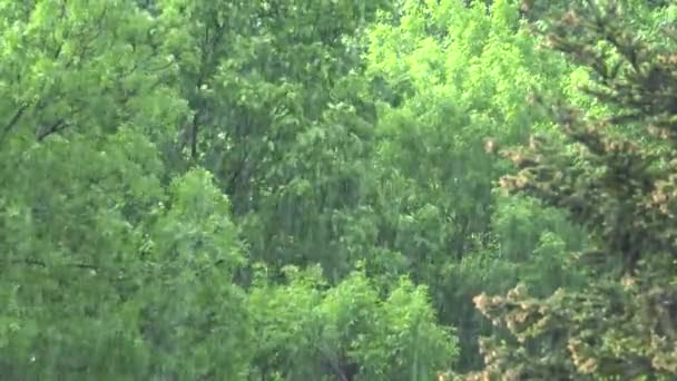 Βροχή, καταιγίδα, καταρρακτώδης καλοκαιρινή βροχή στο δάσος, βροχερή μέρα σε φύλλα ξύλου, θυελλώδης στη φύση — Αρχείο Βίντεο