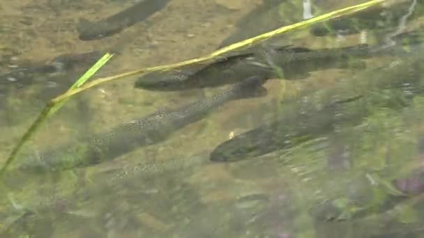 Öring Fiskar i Mountain River, Regnbågsfisk Undervattensbäck, Ånga, Bäck — Stockvideo