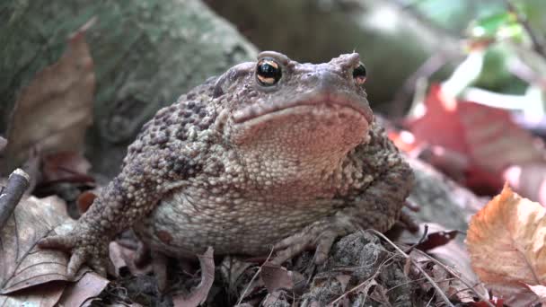 Frosch im Wald Nahaufnahme, Kröte Sonnenbaden in Blättern, Tiere Gesicht Makro-Ansicht in Holz — Stockvideo