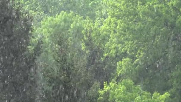 Deszcz, burza, ulewny letni deszcz w lesie, deszczowy dzień w lesie, burza w przyrodzie — Wideo stockowe