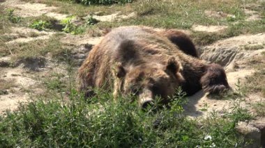 Brown Bear in Forest, Wild Animal Sleeping, Resting in Nature, Natural Environment