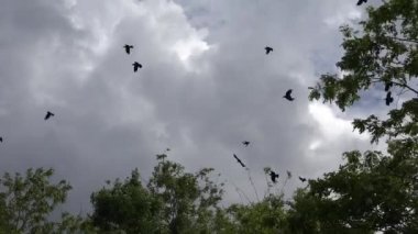 Crows Flying on Cloudy Sky, Flock of Ravens in Flight, Birds in Air, Summer
