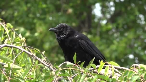 Corbeau volant, Corbeau, Oiseaux noirs sur la branche dans le cerisier, Nature Vue d'été — Video
