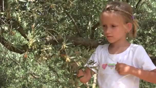 Farmer Child Playing by Tree, Kid Picking Olive in Orchard, Girl Studying Fruits in Prairie, Children Outdoor in Nature — 비디오