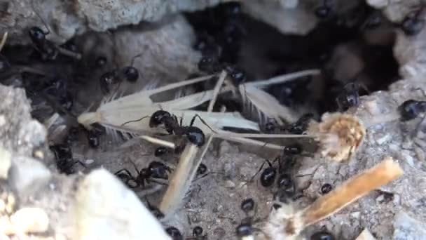 Makro-Ameisen sammeln Nahrung, Ameisenhügel Nest, Nahaufnahme Menschenmassen Arbeiter Insekten Bienenstock in der natürlichen Umgebung — Stockvideo