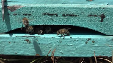 Bees Flying by Beecove in Summer Nature