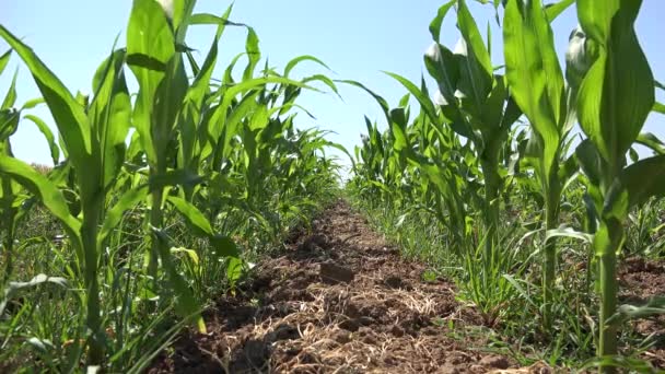 Corn Field, Cultivated Land, Cereals, Maize Harvest, Agriculture Crops, Farming Production — Stock Video