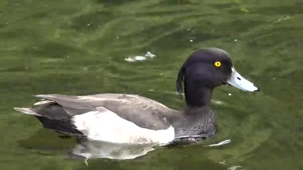 湖、池、ロンドンの公園の水、野生の鳥のアヒルの水泳 — ストック動画
