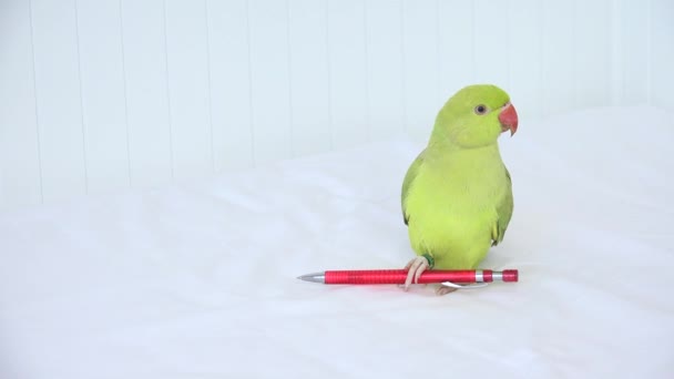 Alexander Parrot Giocando sul Letto, Indiani, Divertente Anello collo Parakeet Uccello, Bambini Animali Amici — Video Stock