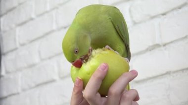 Papağan Elma Yiyor, Alexandrine Muhabbet Kuşu Meyve Yiyor, Çocuk Evcil Hayvanını Besliyor, Kız Hindistan Yüzüğüyle Oynuyor