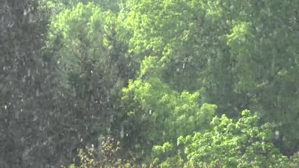 Βροχή Καταιγίδα Καταρρακτώδης Καλοκαιρινή Βροχή Στο Δάσος Βροχερή Μέρα Φύλλα — Αρχείο Βίντεο