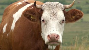Dağlarda Otlayan İnek Tarım Alanı, Meadow 'da Sığır Portresi, Otlak Çiftliğinde Hayvanlar, Köy Köyü