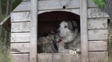 Evde Zincirli Köpek, Dağ Ormanında Yağmur Altında Hayvan Barınağı