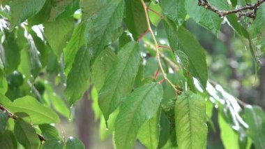 Yağmur, Sağanak, Fırtına, Yaz Yağmurlu Günü Kiraz Dalları Ağacı, Doğada Fırtına, Kötü Hava ve Su Baskını,
