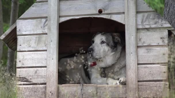 Pies w łańcuchu siedzi w domu, Strzegąc schroniska dla zwierząt przez deszcz w Mountain Forest — Wideo stockowe