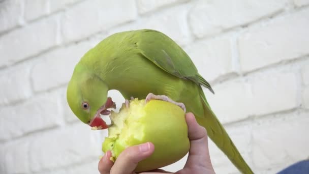 Papoušek Jablko Alexandrine Papoušek Pták Ovoce Dítě Kid Krmení Její — Stock video