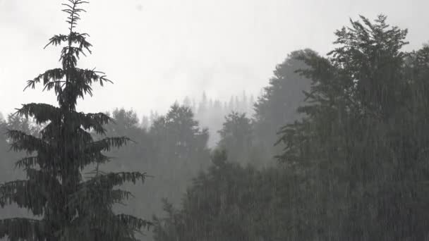 Regn i fjellene, Foggy Forest, Heavy Mystical Fog, Scary Stormy Mist Smoke over Alpine Wood på Rainy Day, Overcast Landscape – stockvideo