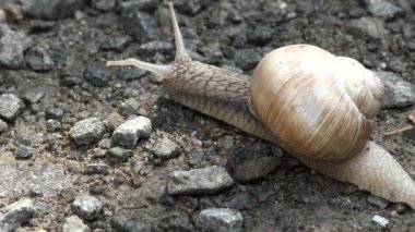 Salyangoz, Macro Yürüyen Salyangoz, Kapalı Çevre Hayvanları, Doğa, Yağış Sonrası Bahar Sezonu