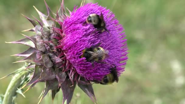 Bin som pollinerar tistlar Blomma, flygande humlor Insekter som samlar pollen på tagg, ökenvilda medicinväxter och humlor — Stockvideo