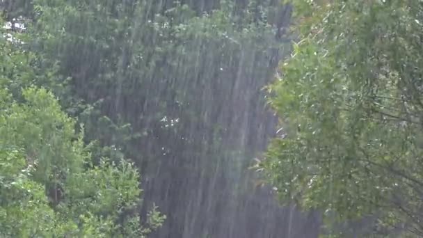 Deszcz, ulewny deszcz, burza, letni deszczowy dzień na drzewie leśnym, burza w przyrodzie, zła pogoda i zalewanie, powodzie — Wideo stockowe