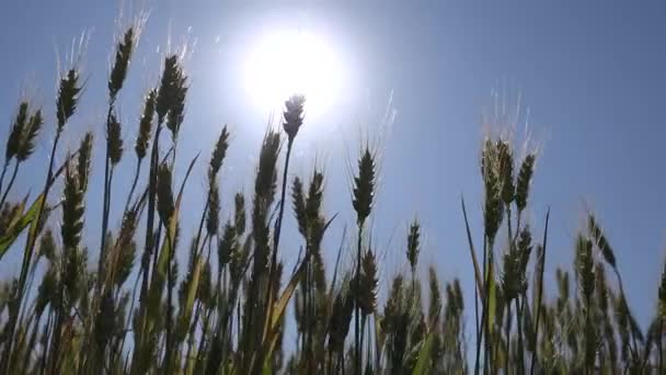 Rye Wheat Ear in Sunset, Campo de agricultura, Grãos, Cereais, Colheita, Produtos da indústria agrícola — Vídeo de Stock