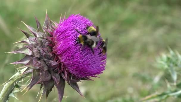 Flygande humlor Insekter Samla Pollen på törnen Blomma, Pollinerande tistlar, Berg Desert Medicine Växter, Humlor — Stockvideo