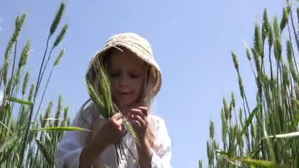 Kid Walking in Tarwe, Kind Spelen in de landbouw veld, Meisje in Prairie op het platteland, Kinderen Buiten in de natuur — Stockvideo