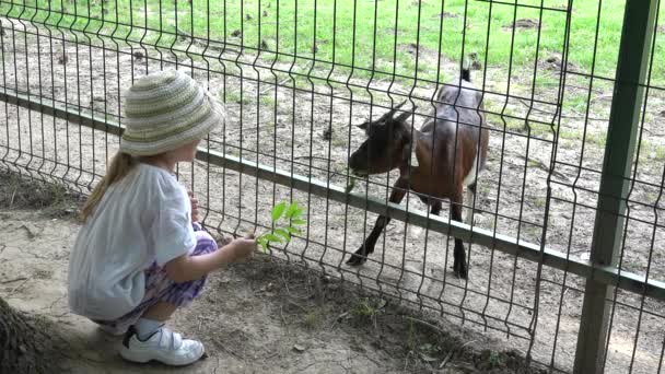 Ребенок в зоопарке, кормящие козы, кормящие животные с девочками, играющие с Билли Козой, Фоун, уход за домашними животными на ферме — стоковое видео