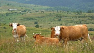 Dağlarda otlayan inekler, Meadow 'da otlayan sığırlar, Sunset' te otlayan hayvanlar, kır köyü