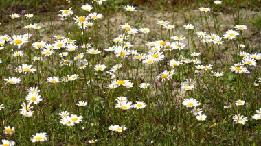 Dağlardaki Papatya Çiçekleri, Kırsal bölgedeki Köy 'deki Yabani Bitkiler, Kasımpatı Bahçıvanı, Leucanthemum, Bushy, Kırsal