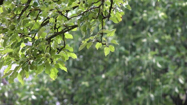 Torrential Rain, Raining, Inundation, Flooding, Storm, Rainy Day on Apple Branches Tree, Stormy in Nature, Cloudy Bad Weather