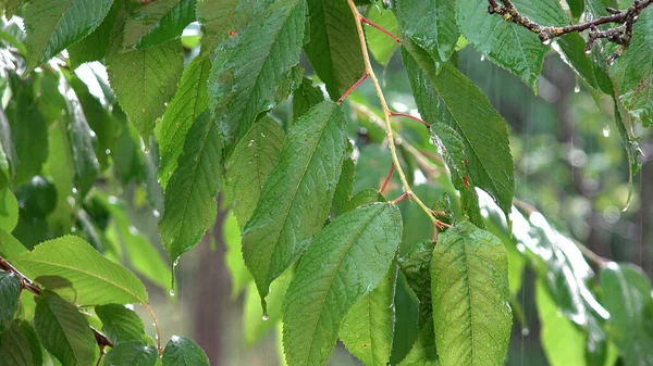 Raining Torrential Rain Storm Summer Rainy Day Cherry Branches Tree — Stock Photo, Image