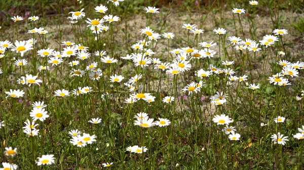 Gänseblümchen Blumen Den Bergen Wildpflanzen Auf Der Wiese Dorf Auf — Stockfoto