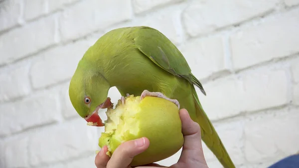 オウムはアップルを食べます アレクサンドリアパケット鳥は果物を食べます 子供は彼女のペットに餌を与えます 女の子はインドのリングネックで遊んで ストック写真
